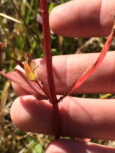 Image of Hypericum majus by no rights reserved