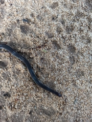 Pseudorabdion longiceps