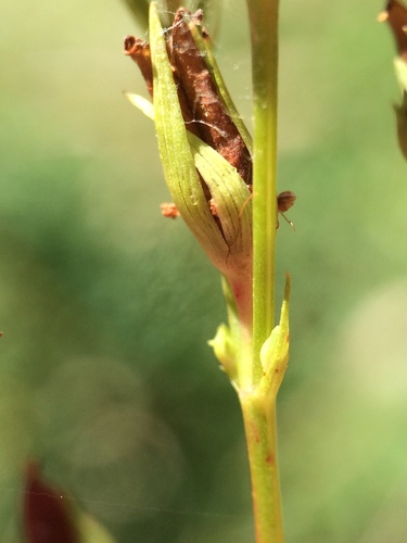 Image of Hypericum majus by no rights reserved
