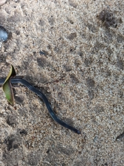 Pseudorabdion longiceps