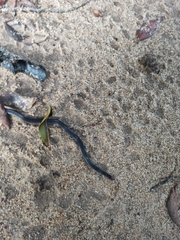 Pseudorabdion longiceps