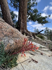 Dudleya pauciflora