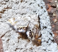 Eoparargyractis irroratalis