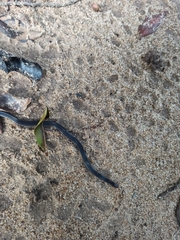 Pseudorabdion longiceps