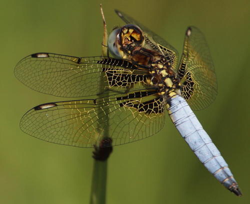 Yellow-veined Widow photo 4