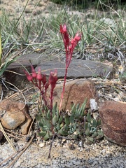 Dudleya pauciflora