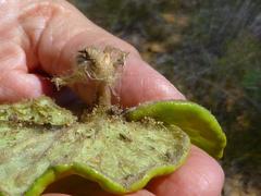 Othonna heterophylla