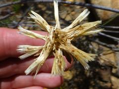 Othonna heterophylla