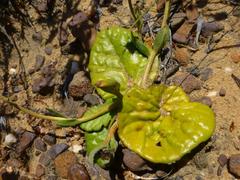 Othonna heterophylla