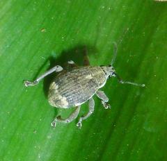 Sciobius