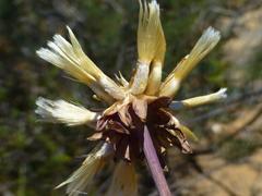 Othonna heterophylla