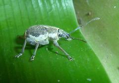 Sciobius