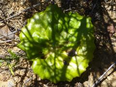 Othonna heterophylla