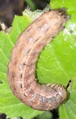 Noctuinae