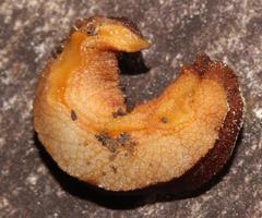 Chlamydephorus