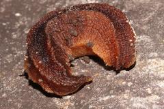 Chlamydephorus