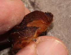 Chlamydephorus