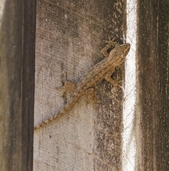 Hemidactylus frenatus