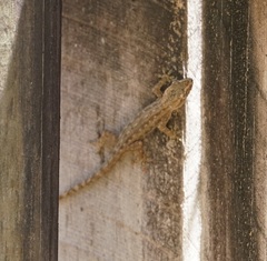 Hemidactylus frenatus