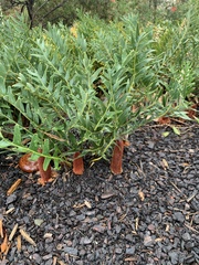 Banksia blechnifolia