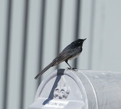 Rhipidura leucophrys