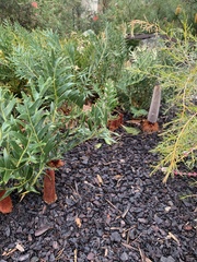 Banksia blechnifolia
