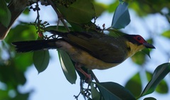 Sphecotheres vieilloti