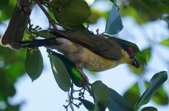 Sphecotheres vieilloti