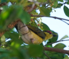 Sphecotheres vieilloti