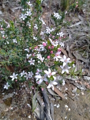 Philotheca verrucosa