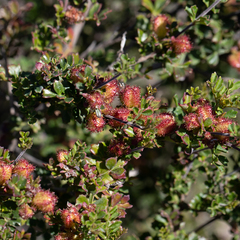 Dodonaea humilis