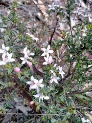 Philotheca verrucosa