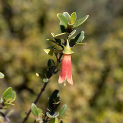 Correa pulchella