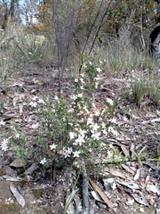 Philotheca verrucosa