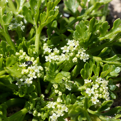 Apium prostratum prostratum