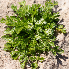 Apium prostratum prostratum