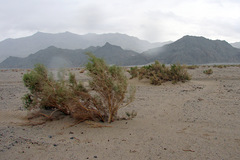 Haloxylon ammodendron