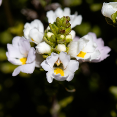 Euphrasia collina tetragona