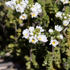 Euphrasia collina tetragona