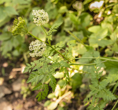 Conioselinum