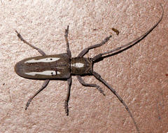 Prosopocera paykulli