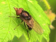 Rhingia nasica image