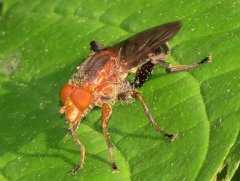 Hammerschmidtia rufa
