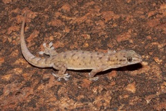 Gehyra robusta