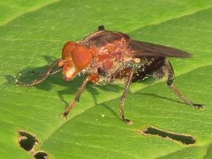 Hammerschmidtia rufa