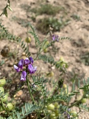 Astragalus gruinus