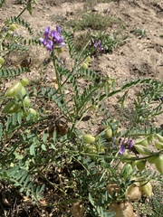 Astragalus gruinus