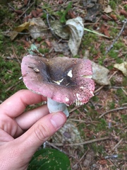Russula versicolor
