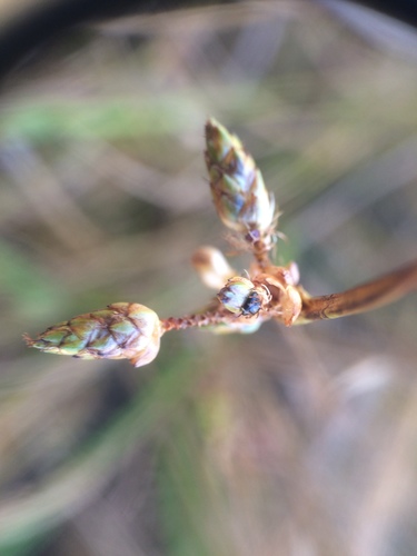 Image of Schoenoplectiella purshiana by no rights reserved
