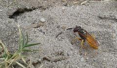Philanthus triangulum diadema